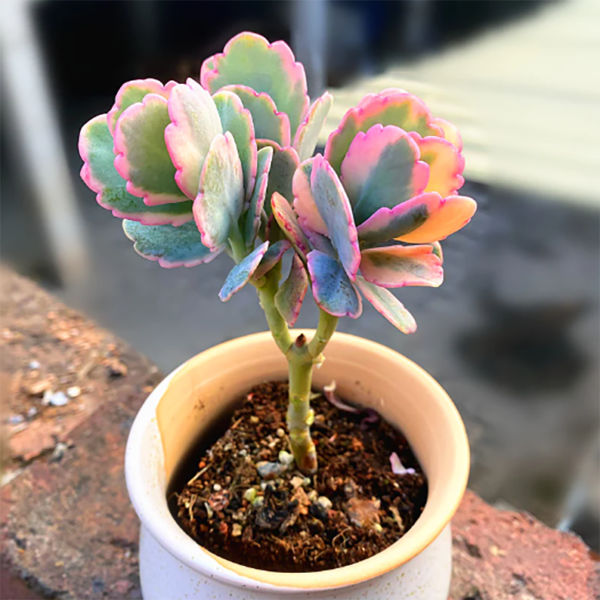 Kalanchoe Fedtschenkoi Tricolor