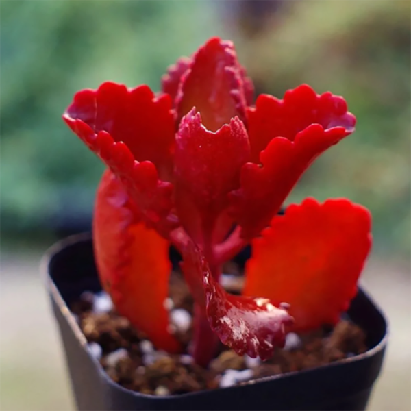 Kalanchoe Longiflora var. Coccinea Marn. Lap