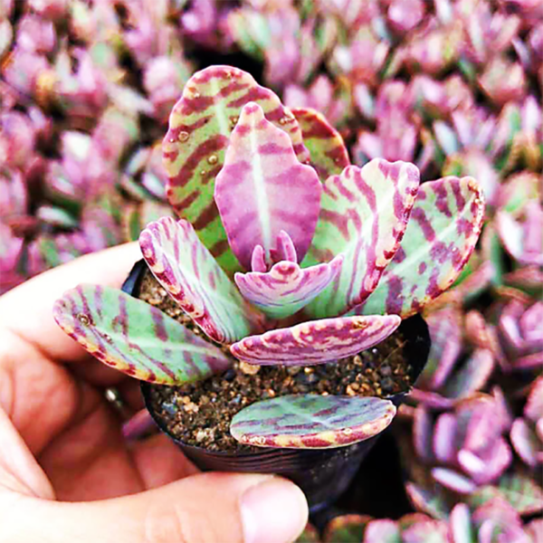 Kalanchoe Marmorata Baker