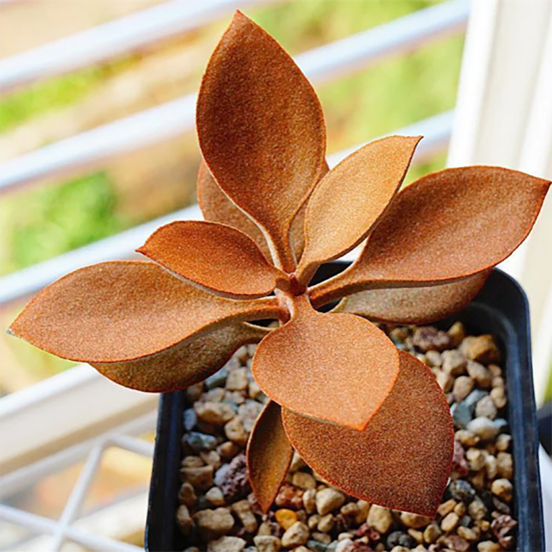 Kalanchoe Orgyalis Baker