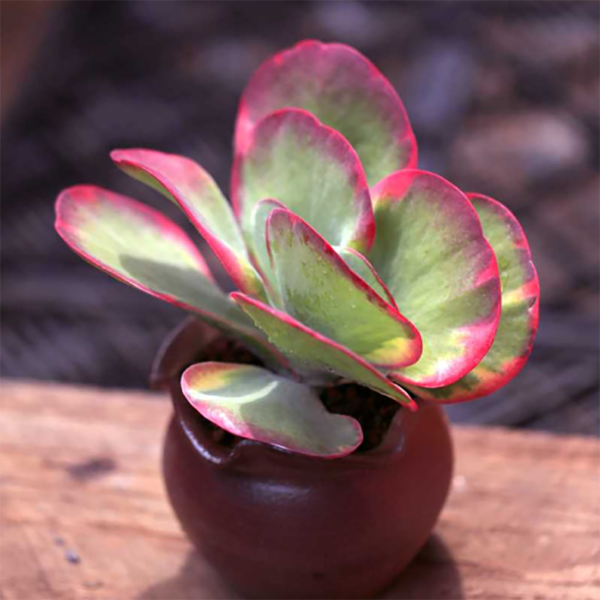Kalanchoe Thyrsiflora Variegata