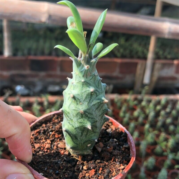 Kleinia Mweroensis