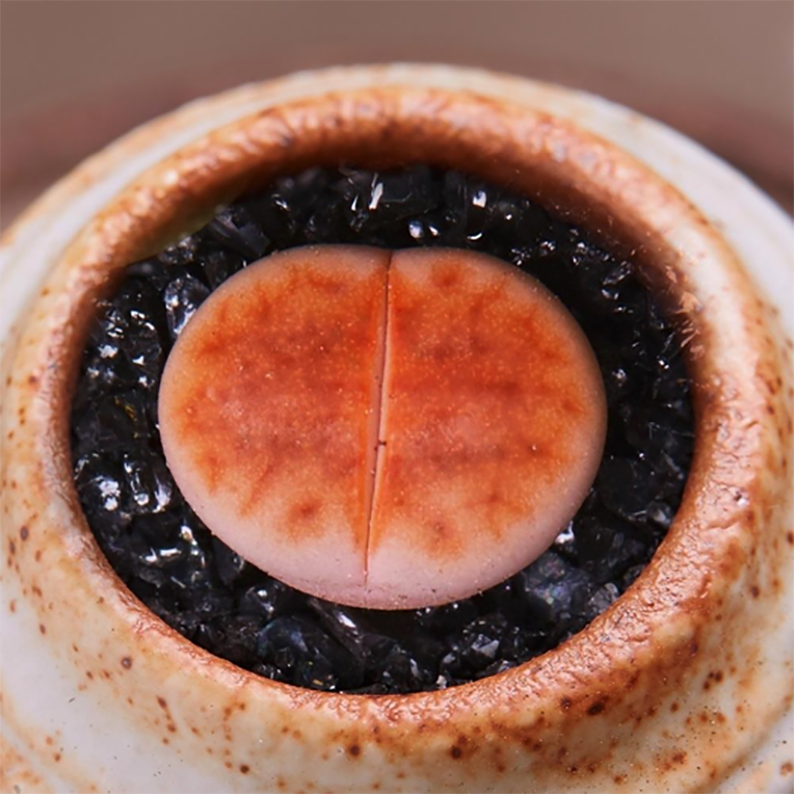 Lithops Julii Kosogyoku