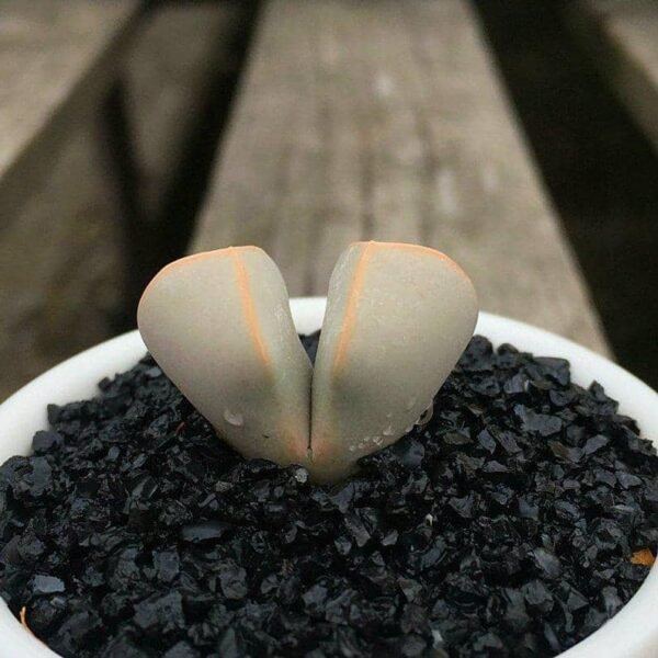 Lapidaria Margaretae