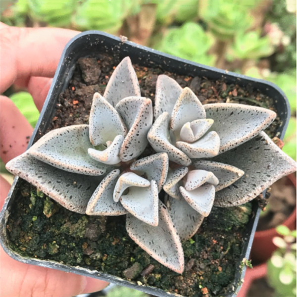 Lenophyllum guttatum