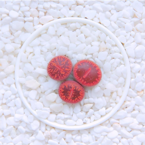 Lithops aucampiae ssp. aucampiae v. aucampiae
