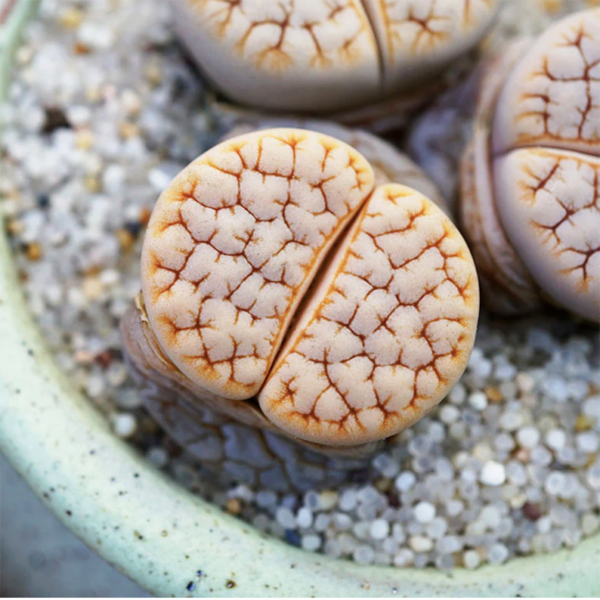 Lithops Gracilidelineata Caf?? au Lait