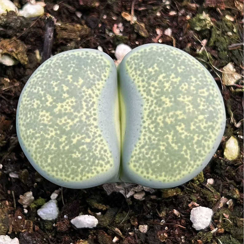 Lithops Terricolor Speckled Gold
