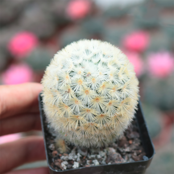 Mammillaria Carmenae Castaneda