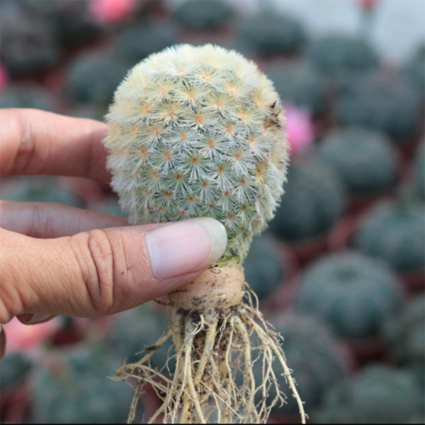 Mammillaria Carmenae Castaneda - Image 2