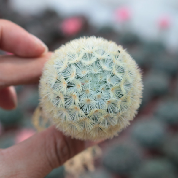 Mammillaria Carmenae Castaneda - Image 3