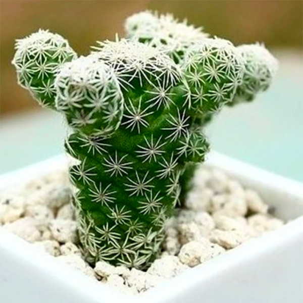 Mammillaria gracilis PFEIFF var. fragilis