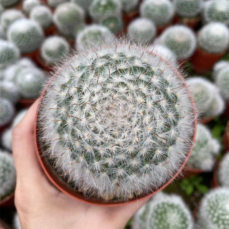 Mammillaria Guelzowiana Werderm.