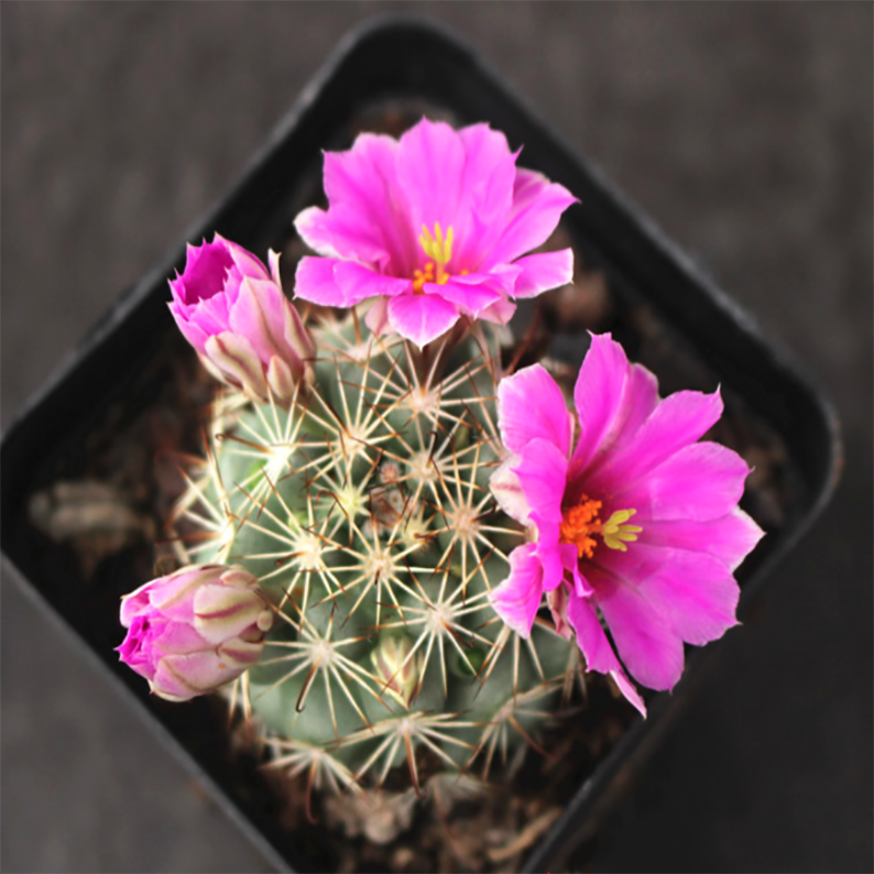 Mammillaria schumannii