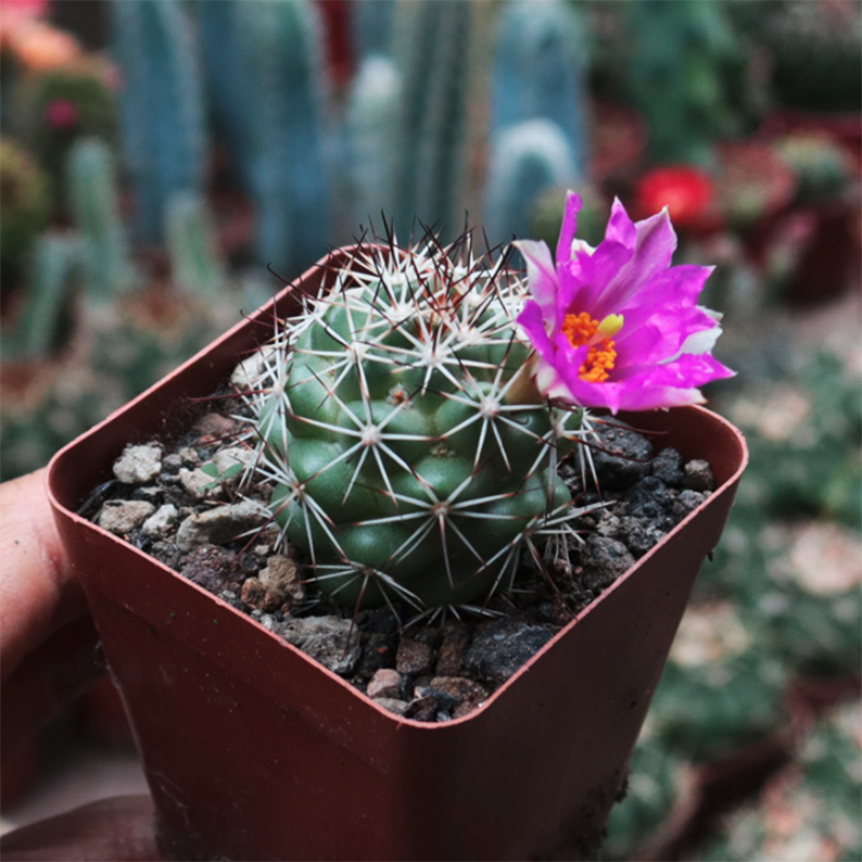 Mammillaria schumannii - Image 2