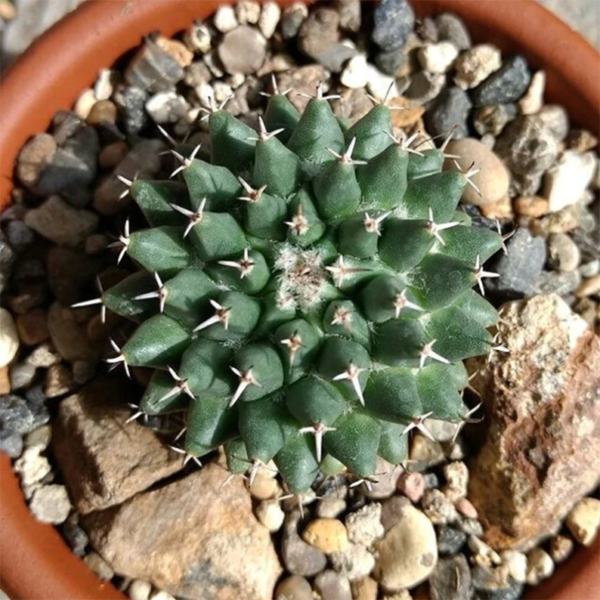 Mammillaria Sempervivi A. P. de Candolle
