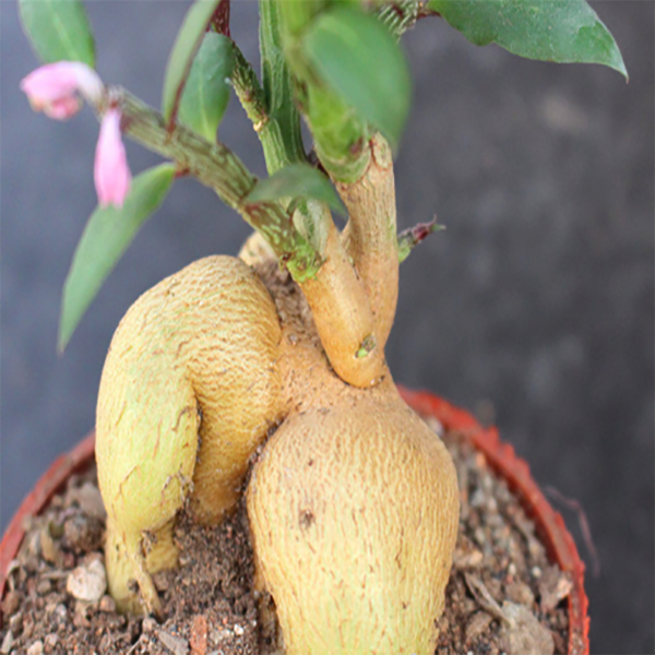 Monadenium montanum var. rubellum - Image 2
