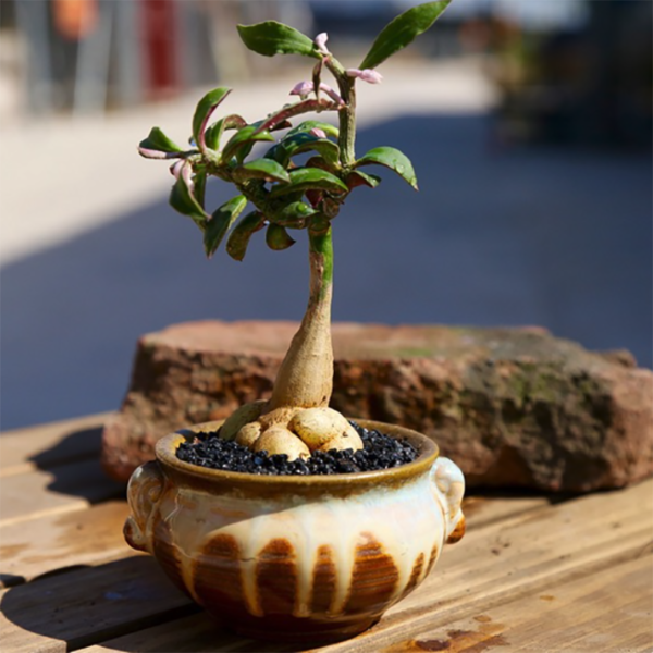Monadenium montanum var. rubellum