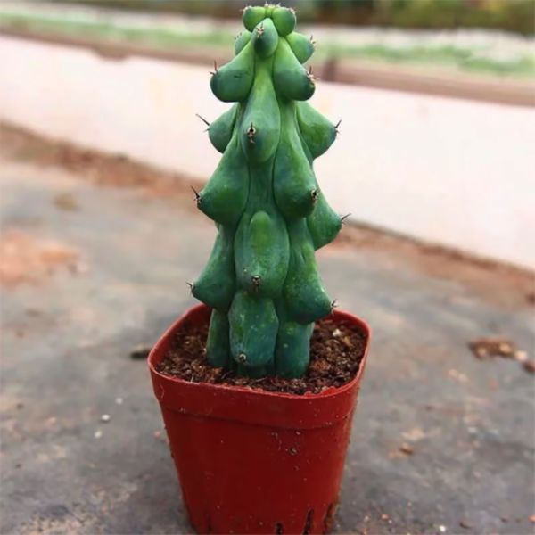 Myrtillocactus geometrizans