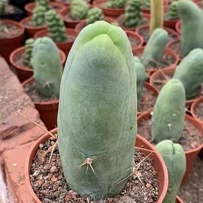 How to Care for Trichocereus bridgesii forma monstrose inermis at Home
