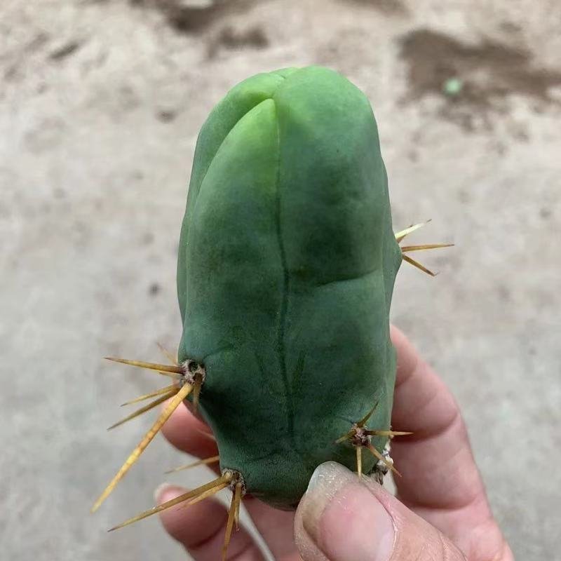 What Is Trichocereus bridgesii forma monstrose inermis and Why Collectors Love It