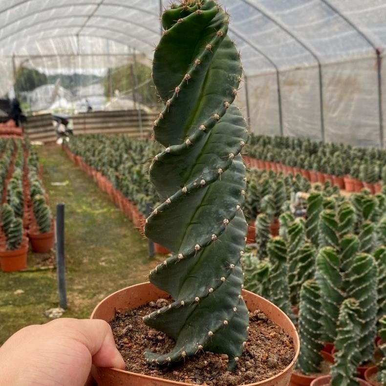 How to Care for Cereus forbesii Spiralis at Home