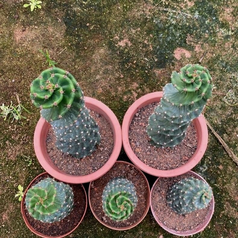Why Does Cereus forbesii Spiralis Grow in Spirals