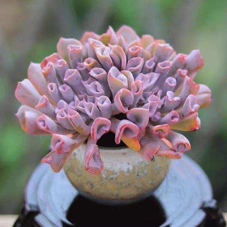 How to Grow and Care for Echeveria Trumpet Pinky Succulents