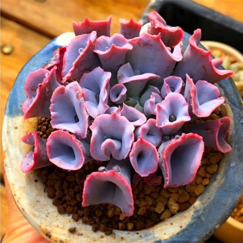 Where Can You Find Echeveria Trumpet Pinky Online