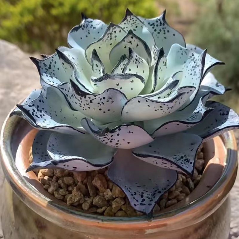 How to Care for Echeveria strictiflora v nova in 2025