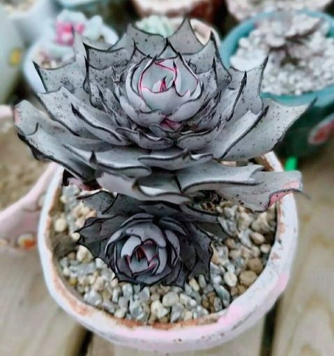 What makes Echeveria strictiflora v nova so special?