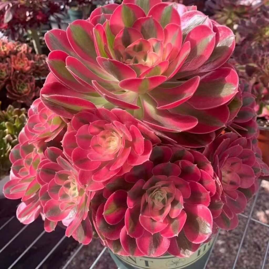 What Aeonium Medusa Looks Like and How to Identify It