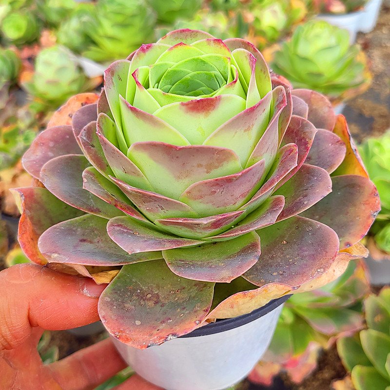 Beginner’s Guide to Growing Pink Mountain Rose Succulents