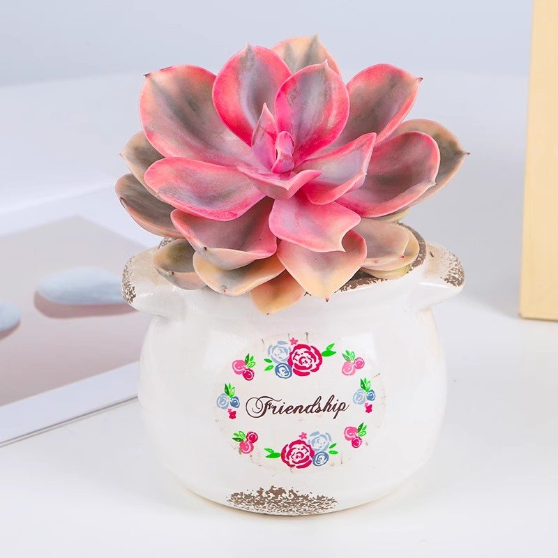 7 Ways to Help Your Echeveria Rainbow Thrive