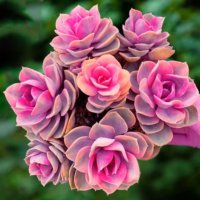 What Makes Echeveria Rainbow Stand Out Among Succulents