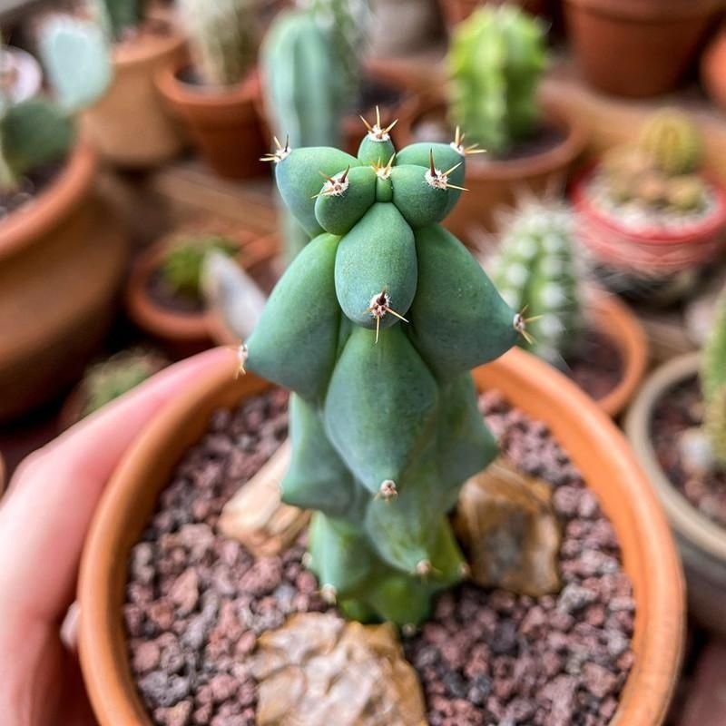 Looking for Boobie Cactus? Find Trusted Online Stores