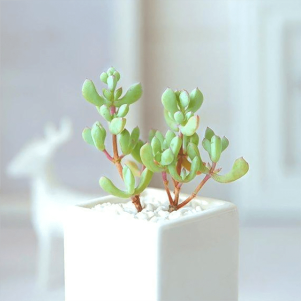 Oscularia pedunculata