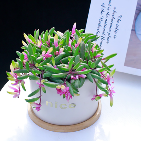 Othonna Capensis 'Ruby Necklace'