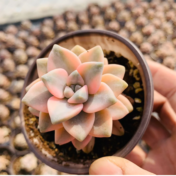 Pachyphytum Apricot Beauty