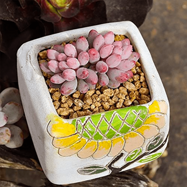 Pachyphytum Machucae Baby Finger
