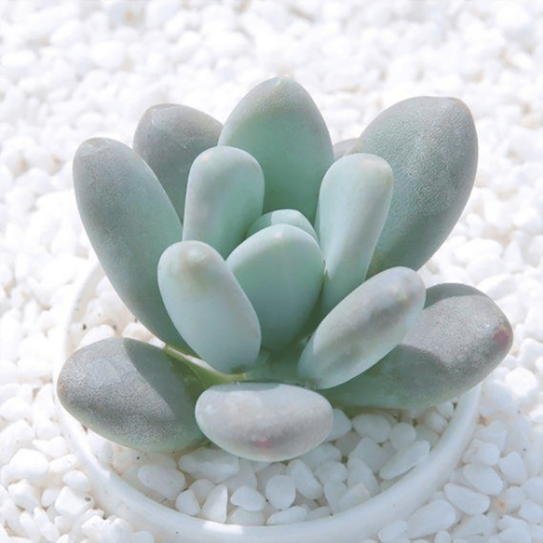 Pachyphytum Oviferum