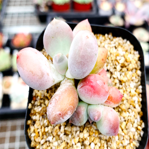 Pachyphytum Glutinicaule Moran