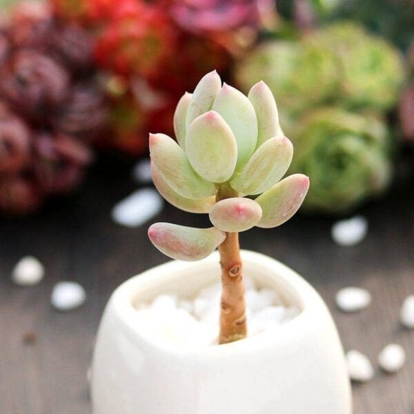 Pachyphytum oviferum mikadukibijin