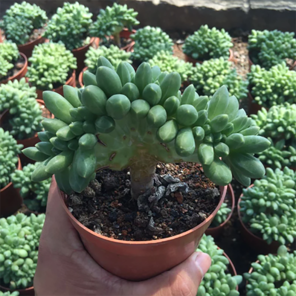 Pachyphytum Compactum Cristata