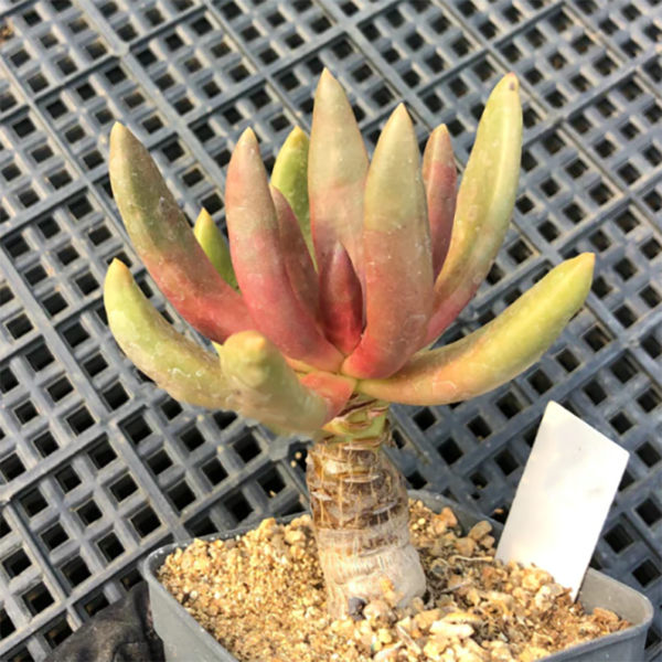 Pachyphytum Fittkaui Moran