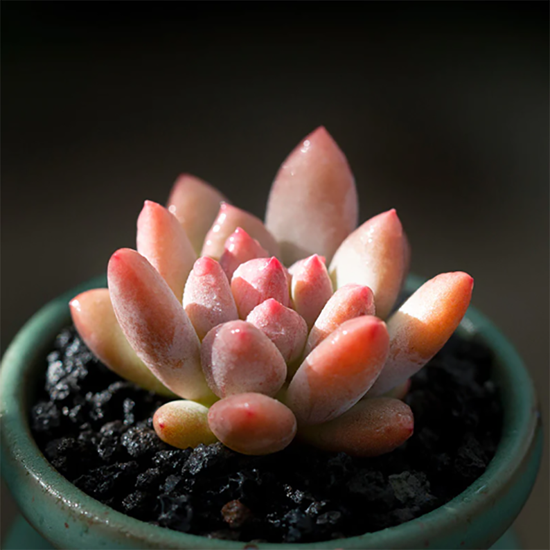 Pachyphytum Garciae E. Perez-Calix et C. Glass