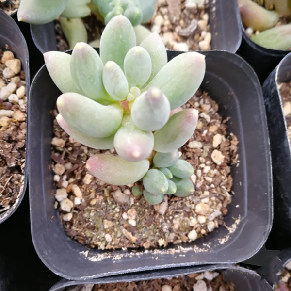 Pachyphytum Hookeri (Salm-Dyck) A. Berger