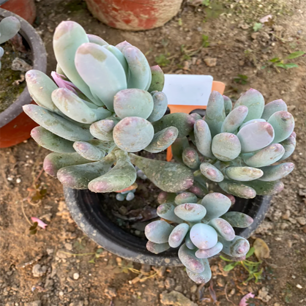 Pachyphytum Longfolium Rose