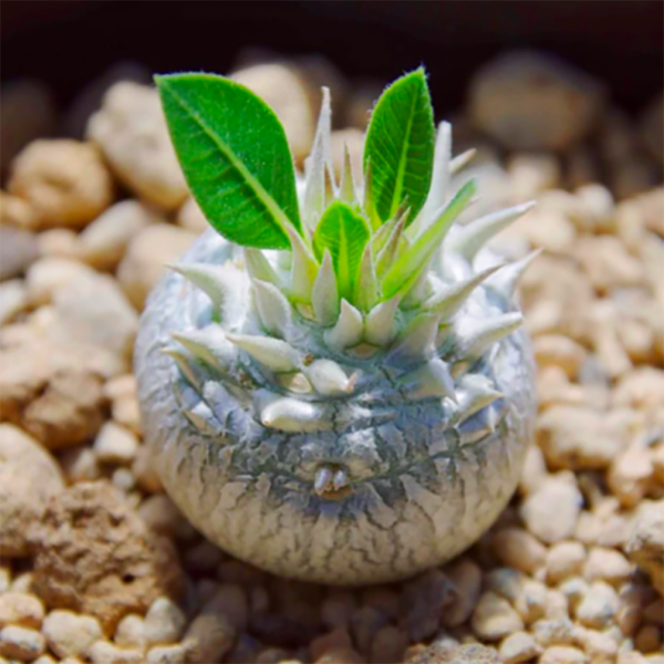 Pachypodium Brevicaule
