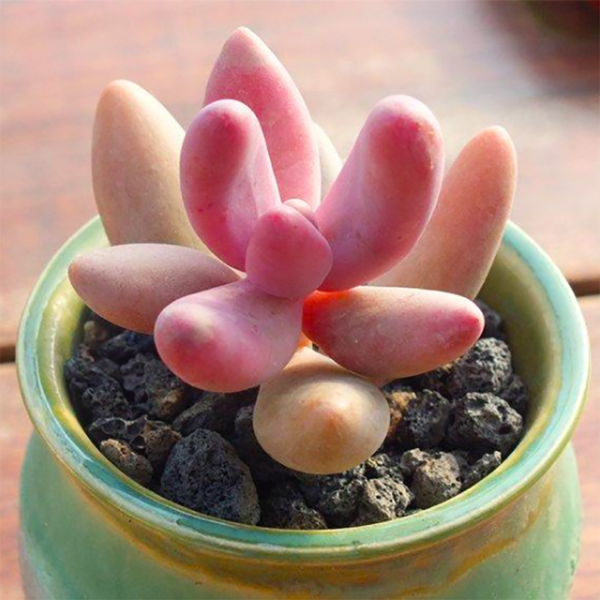 Pachysedum 'Ganzhou'